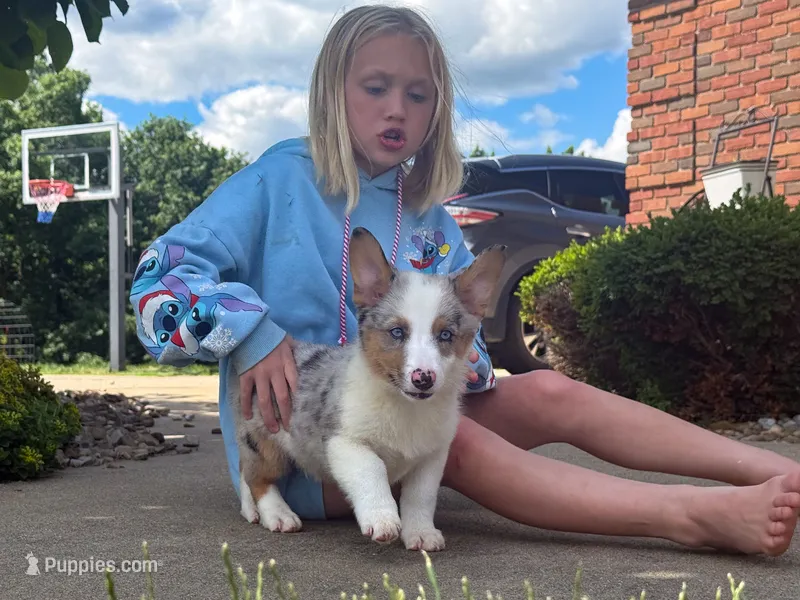 Blue – Australian Shepherd, Pembroke Welsh Corgi puppy for sale in Dundee, OH