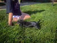 Gus, a male Miniature Dachshund for sale in Dundee, OH – 7 of 7