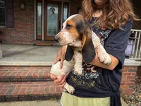 Mabel, a female Basset Hound for sale in Dundee, OH – 3 of 10