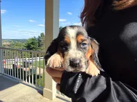 Jolene, a female Basset Hound for sale in Dundee, OH – 4 of 6