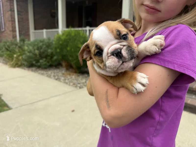 Rudy – English Bulldog puppy for sale in Dundee, OH