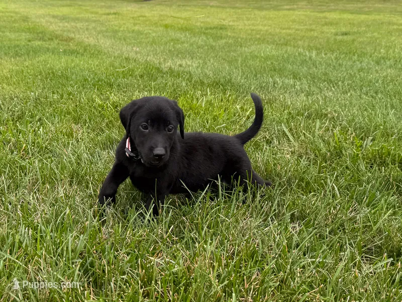 Maggie – Labrador Retriever puppy for sale in Dundee, OH