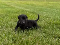 Maggie, a female Labrador Retriever for sale in Dundee, OH – 1 of 5