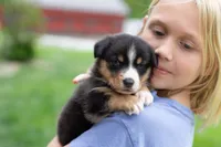 Grant, a male Australian Shepherd and Pembroke Welsh Corgi for sale in Dundee, OH – 4 of 9