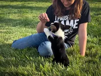 Violet, a female Pembroke Welsh Corgi for sale in Dundee, OH – 2 of 5