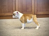 Fiona, a female English Bulldog for sale in Dundee, OH – 7 of 10
