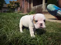 Oliver, a male English Bulldog for sale in Dundee, OH – 3 of 7