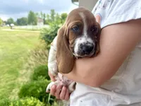 Copper, a male Basset Hound for sale in Dundee, OH – 4 of 7