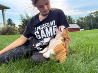 Charlie , a male English Bulldog for sale in Dundee, OH – 3 of 9