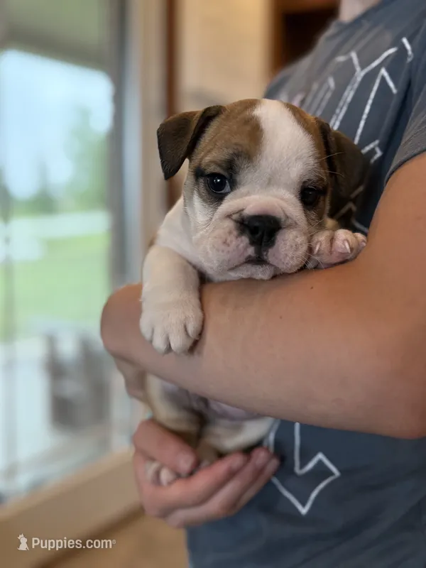 Henry – English Bulldog puppy for sale in Dundee, OH