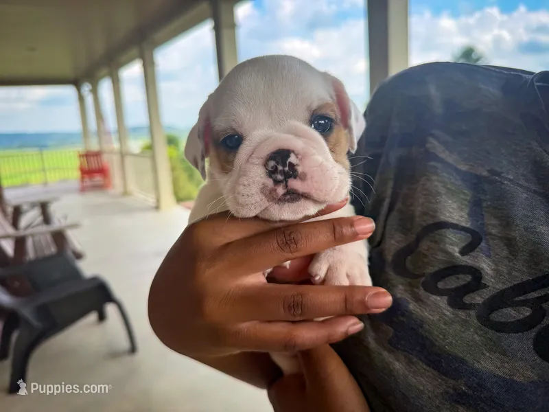 Oliver – English Bulldog puppy for sale in Dundee, OH