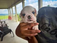 Oliver, a male English Bulldog for sale in Dundee, OH – 1 of 7