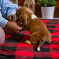 Winston, a male Basset Hound for sale in Dundee, OH – Photo 6 of 6