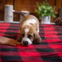 Winston, a male Basset Hound for sale in Dundee, OH – Photo 2 of 6