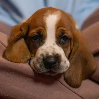 Winston, a male Basset Hound for sale in Dundee, OH – Photo 3 of 6