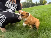 Charlie , a male English Bulldog for sale in Dundee, OH – 7 of 9