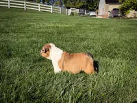 Cookie, a female English Bulldog for sale in Dundee, OH – 6 of 10