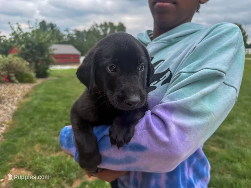 Joe – Labrador Retriever puppy for sale in Dundee, OH