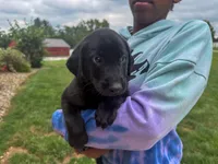 Joe, a male Labrador Retriever for sale in Dundee, OH – 1 of 5