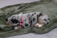 Angel, a female Australian Shepherd and Pembroke Welsh Corgi for sale in Dundee, OH – 2 of 8