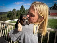 Wilbur, a male Basset Hound for sale in Dundee, OH – 7 of 10