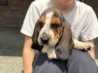Hank, a male Basset Hound for sale in Dundee, OH – 5 of 7