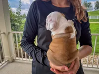 Archie, a male English Bulldog for sale in Dundee, OH – 3 of 8