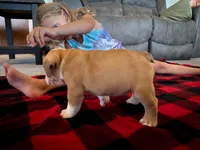 Tyson, a male English Bulldog for sale in Dundee, OH – 3 of 7
