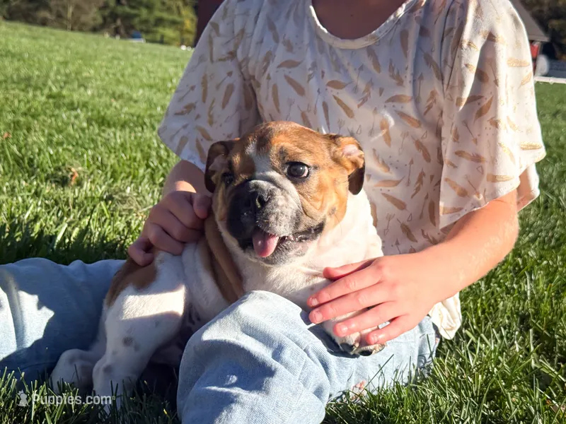 Winston – English Bulldog puppy for sale in Dundee, OH
