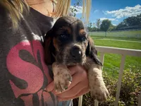 Wilbur, a male Basset Hound for sale in Dundee, OH – 5 of 10