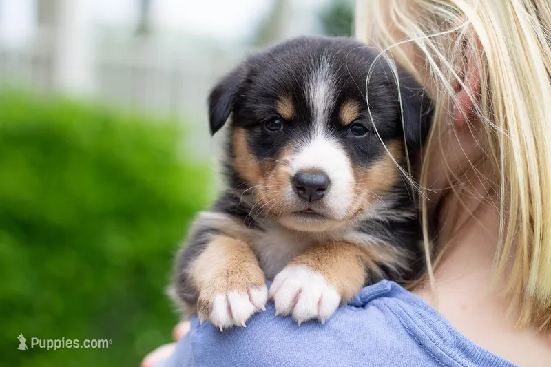Grant – Australian Shepherd, Pembroke Welsh Corgi puppy for sale in Dundee, OH