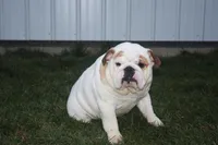 Oliver, a male English Bulldog for sale in Dundee, OH – 6 of 7