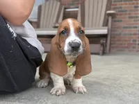 Copper, a male Basset Hound for sale in Dundee, OH – 1 of 7