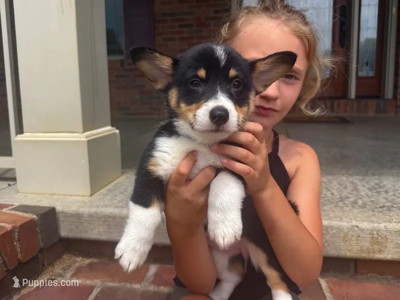 Ivy – Pembroke Welsh Corgi puppy for sale in Dundee, OH