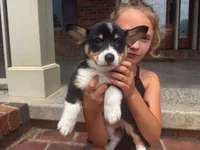 Ivy, a female Pembroke Welsh Corgi for sale in Dundee, OH – 1 of 8