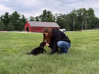 Ace, a male Labrador Retriever for sale in Dundee, OH – 3 of 6