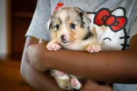 Cody, a male Australian Shepherd and Pembroke Welsh Corgi for sale in Dundee, OH – 5 of 10