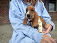 Ruby, a female Basset Hound for sale in Dundee, OH – 4 of 5
