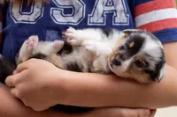 Jasper , a male Australian Shepherd and Pembroke Welsh Corgi for sale in Dundee, OH – 3 of 10