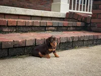 Lucy, a female Miniature Dachshund for sale in Dundee, OH – 3 of 6