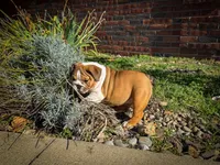 Cookie, a female English Bulldog for sale in Dundee, OH – 5 of 10