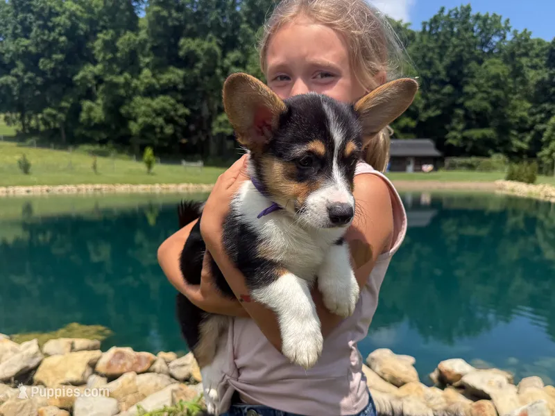 Violet – Pembroke Welsh Corgi puppy for sale in Dundee, OH