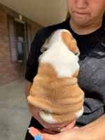 George, a male English Bulldog for sale in Dundee, OH – 7 of 9