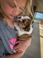 Cookie, a female English Bulldog for sale in Dundee, OH – 4 of 9