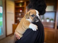 Sarge, a male English Bulldog for sale in Dundee, OH – 2 of 8