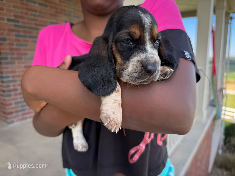 Toby – Basset Hound puppy for sale in Dundee, OH
