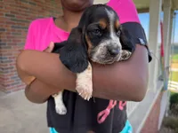 Toby, a male Basset Hound for sale in Dundee, OH – 1 of 6