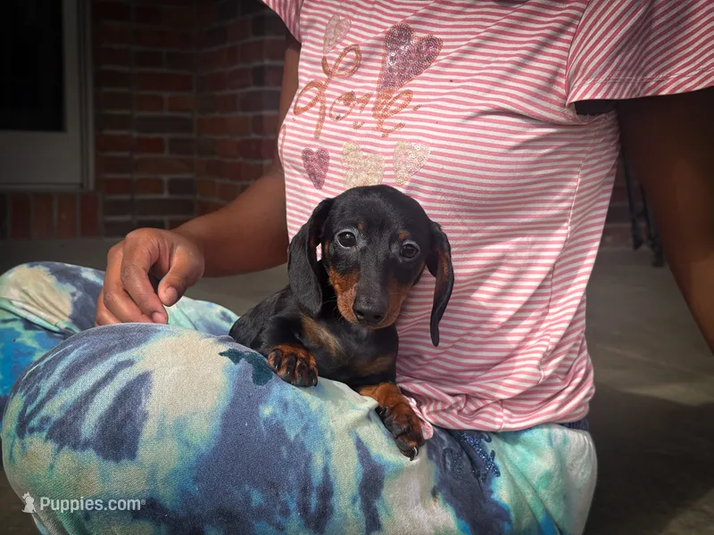 Gus – Miniature Dachshund puppy for sale in Dundee, OH