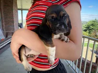 Gracie , a female Basset Hound for sale in Dundee, OH – 1 of 7