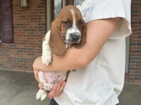 Copper, a male Basset Hound for sale in Dundee, OH – 2 of 7